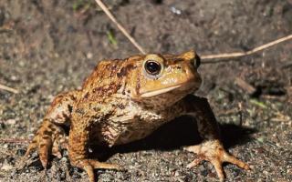 A toad crossing the road on Wednesday, February 14