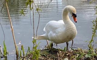 One of the nesting swans at Whittington Castle.